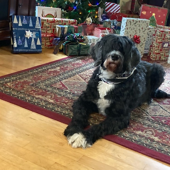 Meet your Posher, Posh - Picture 2 of 2